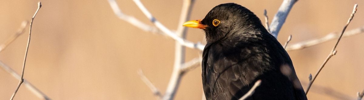 [paste advice page name here]